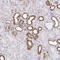 Gelsolin antibody, HPA054026, Atlas Antibodies, Immunohistochemistry frozen image 