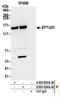 Elongation Factor Like GTPase 1 antibody, A305-854A-M, Bethyl Labs, Immunoprecipitation image 
