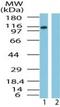 Importin 9 antibody, PA1-41395, Invitrogen Antibodies, Western Blot image 