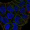 SLIT And NTRK Like Family Member 6 antibody, HPA014513, Atlas Antibodies, Immunofluorescence image 