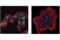 Malic enzyme 2 antibody, 15506S, Cell Signaling Technology, Immunofluorescence image 