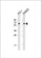 Cholinergic Receptor Muscarinic 3 antibody, PA5-72319, Invitrogen Antibodies, Western Blot image 