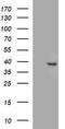 FA2H antibody, TA506817BM, Origene, Western Blot image 
