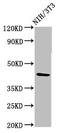 RNA-binding motif, single-stranded-interacting protein 1 antibody, LS-C671097, Lifespan Biosciences, Western Blot image 