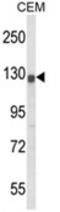 HERG antibody, AP18083PU-N, Origene, Western Blot image 