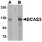 BCAS3 Microtubule Associated Cell Migration Factor antibody, LS-B4633, Lifespan Biosciences, Western Blot image 