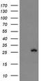 FXN antibody, TA504335, Origene, Western Blot image 
