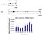 ABL Proto-Oncogene 1, Non-Receptor Tyrosine Kinase antibody, MA5-14796, Invitrogen Antibodies, Chromatin Immunoprecipitation image 