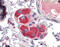 ZFP36 Ring Finger Protein antibody, ARP38304_P050, Aviva Systems Biology, Immunohistochemistry frozen image 