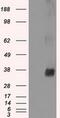 Serine/threonine-protein kinase Nek6 antibody, MA5-24952, Invitrogen Antibodies, Western Blot image 