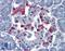 PRELI Domain Containing 3B antibody, LS-B4007, Lifespan Biosciences, Immunohistochemistry paraffin image 