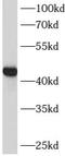 LIM homeobox transcription factor 1-beta antibody, FNab04812, FineTest, Western Blot image 