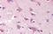 SPARC Related Modular Calcium Binding 2 antibody, GTX85703, GeneTex, Immunohistochemistry paraffin image 