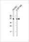 CDC42 Effector Protein 1 antibody, 60-263, ProSci, Western Blot image 