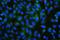 Programmed Cell Death 6 Interacting Protein antibody, M01751-1, Boster Biological Technology, Immunofluorescence image 