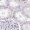 Centriole, Cilia And Spindle Associated Protein antibody, NBP2-33394, Novus Biologicals, Immunohistochemistry paraffin image 