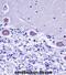 ER lumen protein retaining receptor 2 antibody, abx028251, Abbexa, Immunohistochemistry frozen image 