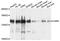 Valyl-TRNA Synthetase antibody, abx003092, Abbexa, Western Blot image 