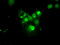 Proteasome subunit alpha type-7 antibody, TA500694, Origene, Immunofluorescence image 