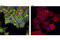 Hepatocyte growth factor receptor antibody, 8741S, Cell Signaling Technology, Immunocytochemistry image 