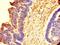 Elastin Microfibril Interfacer 1 antibody, orb354743, Biorbyt, Immunohistochemistry paraffin image 