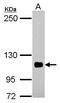 LIM Domain And Actin Binding 1 antibody, GTX119780, GeneTex, Western Blot image 
