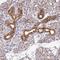 Folliculin-interacting protein 2 antibody, HPA042779, Atlas Antibodies, Immunohistochemistry frozen image 