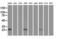VEGF antibody, GTX83425, GeneTex, Western Blot image 