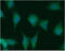 Nudix Hydrolase 1 antibody, GTX57631, GeneTex, Immunofluorescence image 