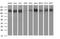 Rap Guanine Nucleotide Exchange Factor 1 antibody, MA5-26280, Invitrogen Antibodies, Western Blot image 