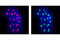 p53 antibody, 9289S, Cell Signaling Technology, Immunocytochemistry image 