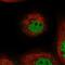 TOG Array Regulator Of Axonemal Microtubules 1 antibody, HPA050849, Atlas Antibodies, Immunocytochemistry image 