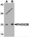 Paired mesoderm homeobox protein 2B antibody, 6913, ProSci, Western Blot image 