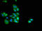 Hydroxy-Delta-5-Steroid Dehydrogenase, 3 Beta- And Steroid Delta-Isomerase 7 antibody, orb400732, Biorbyt, Immunocytochemistry image 