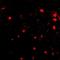 Fasciculation And Elongation Protein Zeta 2 antibody, orb74916, Biorbyt, Immunofluorescence image 