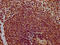 Chondrolectin antibody, CSB-PA005370LA01HU, Cusabio, Immunohistochemistry frozen image 