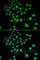 Ubiquitin-protein ligase E3C antibody, A6442, ABclonal Technology, Immunofluorescence image 