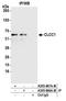 Chloride Channel CLIC Like 1 antibody, A305-667A-M, Bethyl Labs, Immunoprecipitation image 