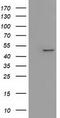 Isovaleryl-CoA Dehydrogenase antibody, TA501742S, Origene, Western Blot image 