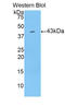 Lipocalin 9 antibody, LS-C298662, Lifespan Biosciences, Western Blot image 