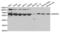 Heterogeneous Nuclear Ribonucleoprotein K antibody, abx001426, Abbexa, Western Blot image 