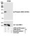 Structural Maintenance Of Chromosomes 3 antibody, A304-637A, Bethyl Labs, Immunoprecipitation image 