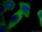 Annexin A2 antibody, 66035-1-Ig, Proteintech Group, Immunofluorescence image 