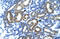 FLT3 Interacting Zinc Finger 1 antibody, ARP30009_T100, Aviva Systems Biology, Immunohistochemistry paraffin image 