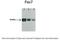 Paired Box 7 antibody, 27-583, ProSci, Immunohistochemistry frozen image 