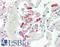 Liver carboxylesterase 1 antibody, LS-B2401, Lifespan Biosciences, Immunohistochemistry frozen image 