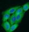 CCL2 antibody, FNab05065, FineTest, Immunofluorescence image 