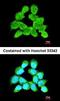 Leucyl-TRNA Synthetase 2, Mitochondrial antibody, orb73870, Biorbyt, Immunofluorescence image 