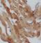 PLN antibody, FNab09994, FineTest, Immunohistochemistry frozen image 