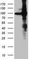 Elongation factor 1-delta antibody, CF811676, Origene, Western Blot image 